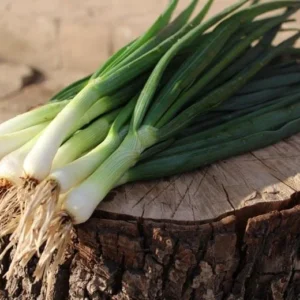 Mladi crni luk-Organski Uzgoj