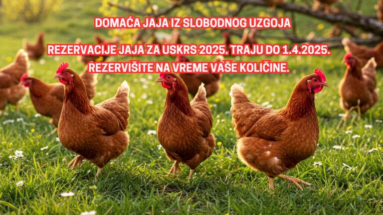 DOMAĆA JAJA IZ SLOBODNOG UZGOJA Uskrs (Web 1