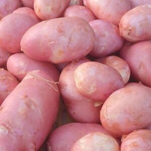 Mladi krompir - Organski Uzgoj