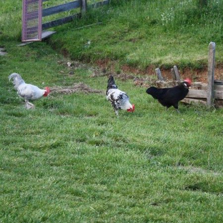 13433318-106570863105211-6043095683510845237-o-106570863105211