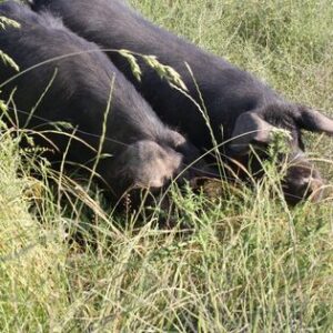 34875731-464973450598282-7010521735388725248-n